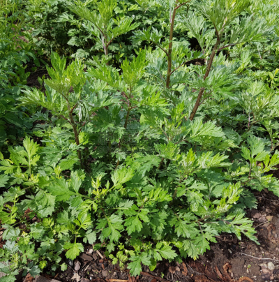 艾蒿,蒿属,Bouquet Garni,花序,垂直画幅,秧苗,无人,健康保健,香料,花