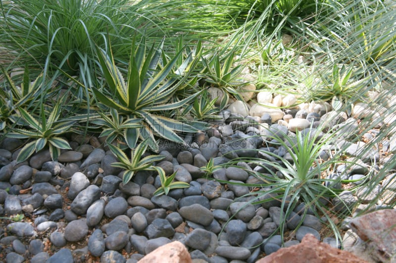 沙漠,植物群,干热气候,植物,水平画幅,绿色,肉质植物,无人,植物学,仙人掌