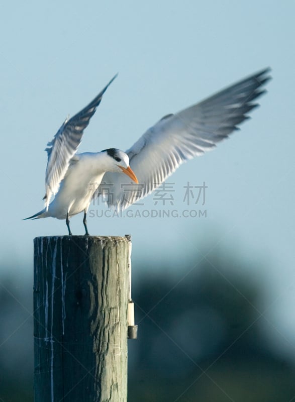 燕鸥,李郡,墨西哥湾,张开翅膀,垂直画幅,天空,野生动物,蓝色,鸟类,动物身体部位