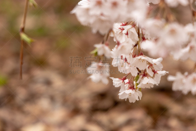 日本,樱花,市川,千叶县,城市,可爱的,传统,公园,二月,春天