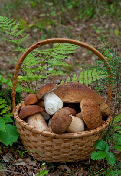 porcini mushroom,篮子,胡椒牛肝菌,垂直画幅,褐色,素食,无人,熟食店,户外,充满的