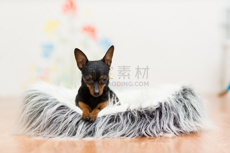 沙发,狗,黑色,撒谎者,toy terrier,褐色,水平画幅,无人,梗犬,家庭生活