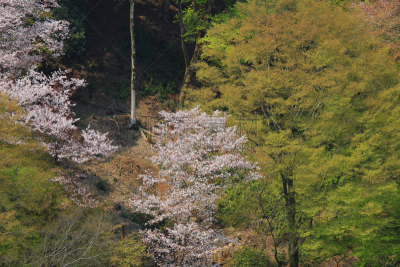 岚山,山,日本,京都市,樱花,katsura,自然,美,水平画幅,地形