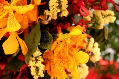 兰花,虎,红色,黄色,蝌蚪,两栖纲,僧院,运气,美,水平画幅