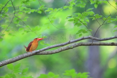 日本,翠鸟,自然,水平画幅,无人,鸟类,夏天,户外,亚洲,动物