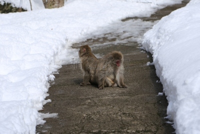 雪,猴子,风景,日本猕猴,冈山县,本州岛中国地区,雪山,公园,水平画幅,瀑布