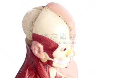 人,健康保健,古老的,解剖模型,水平画幅,绘画插图,科学,知识