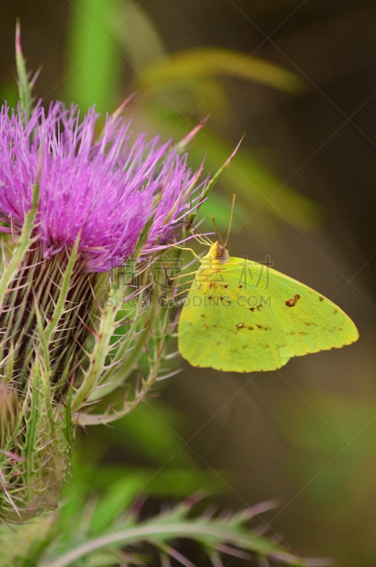 橙色,蓟,clouded yellow butterfly,垂直画幅,晴硫蝶,动物身体部位,翅膀,黄色,动物眼睛