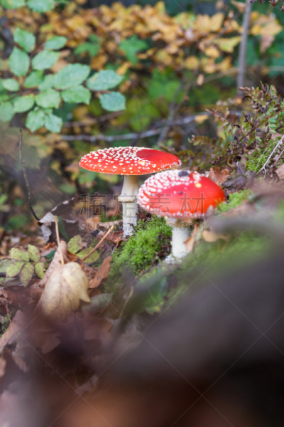 两翼昆虫,毒蝇菇,蘑菇,鹅膏菌,垂直画幅,人造的,无人,户外,生物学,特写