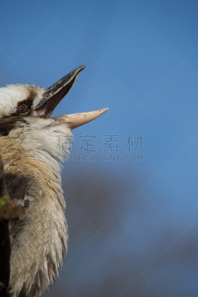 喙,枝,开着的,垂直画幅,褐色,驴子,鸟类,动物学,动物身体部位,野外动物