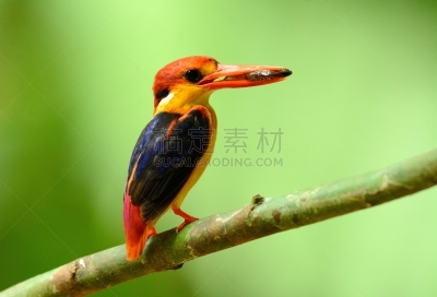 翠鸟,雄性动物,黑色,知更鸟,黑背鸥,张开翅膀,热带雨林,观鸟,向上看,动物身体部位