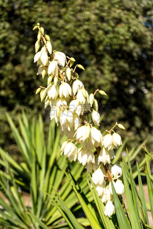 Las yucas son plantas del género Yucca, nativas de Norte y Centroamérica, características por sus rosetas de hojas con forma de espadas y por sus racimos de flores blancas