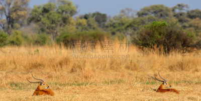 驴羚,水平画幅,无人,食草动物,非洲,户外,红驴羚,2015年,博茨瓦纳,动物
