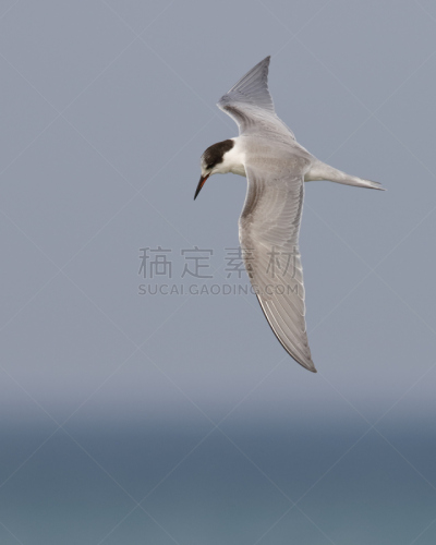 休伦湖,燕鸥,加拿大,安大略省,在上面,自然,垂直画幅,野生动物,秋天,无人