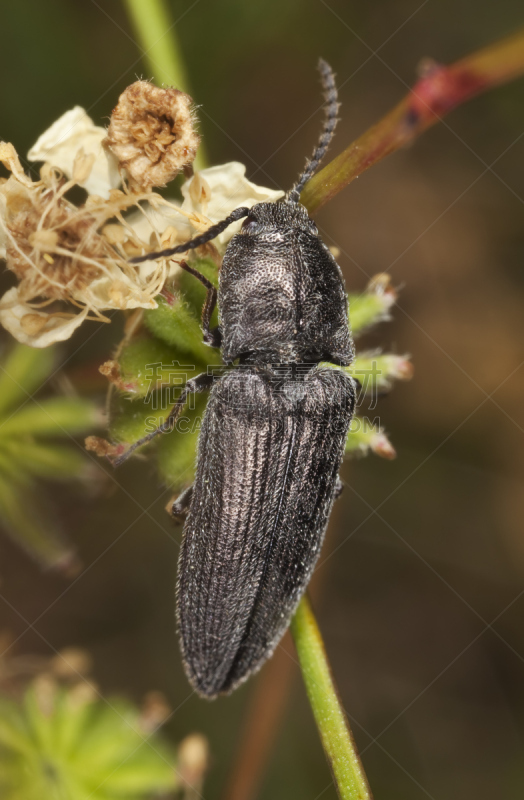 Click Beetle,仅一朵花,垂直画幅,选择对焦,正面视角,无人,户外,特写,前景聚焦,彩色图片