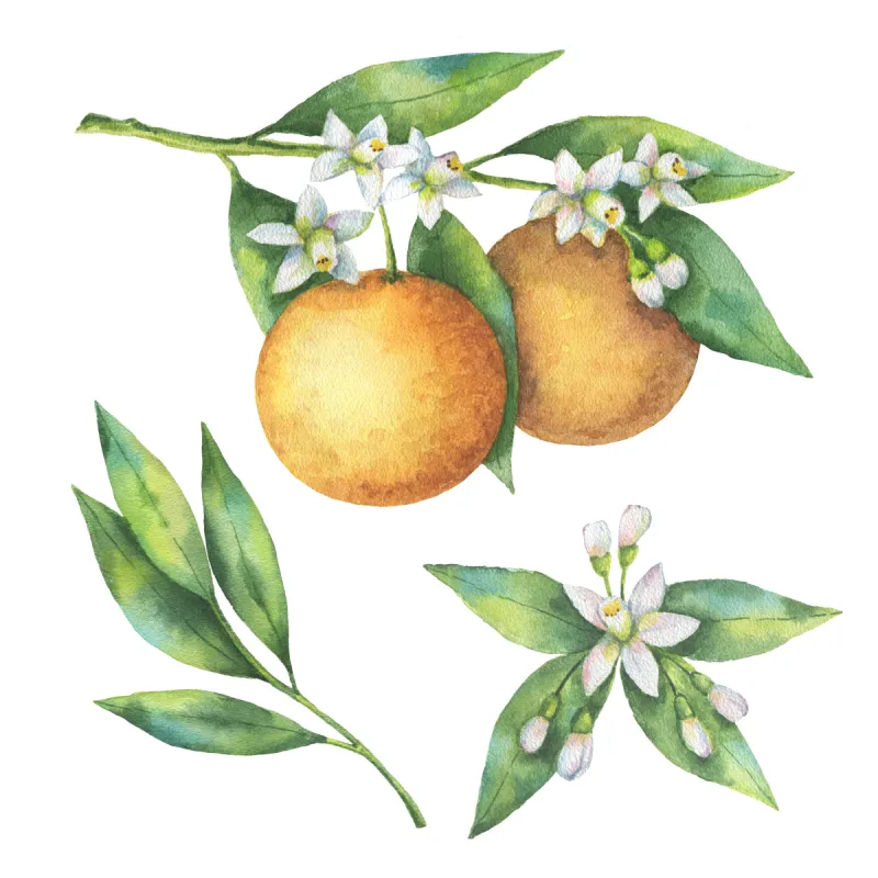 橙子 枝 分离着色 白色背景 水果 水彩画 桔树 花茶 香橙花 常绿植物图片素材下载 稿定素材