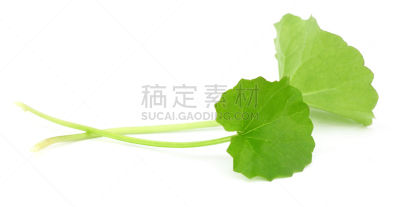 叶子,草药,拉他河,积雪草,抗炎,树袋熊,关节炎,印度草医学,水平画幅,顺势医学
