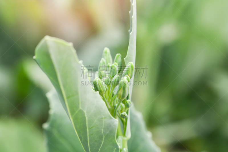 蔬菜,背景,有机食品,叶子,仅一朵花,田地,绿色,特写,羽衣甘蓝