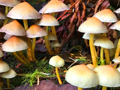 森林,蘑菇,褐色,水平画幅,无人,符号,苔藓,夏天,户外,生物学