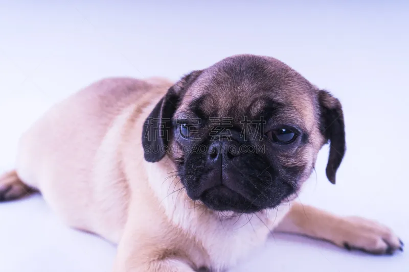 巴哥犬 白色背景 宠物 纯种犬 图像 狗 一只动物 哈巴狗 小的 家畜图片素材下载 稿定素材 巴哥犬 白色背景 宠物 纯种犬 图像 狗 一只动物 哈巴狗 小的 家畜图片素材下载 稿定素材