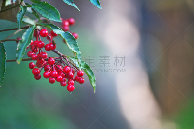 红色,植物,十二月,水平画幅,秋天,无人,日本,藤泽市,浆果,神奈川县