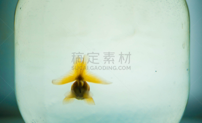 金鱼,特写,鱼食,超小号,鱼缸,人工饲养动物,水族馆,水,留白,水平画幅