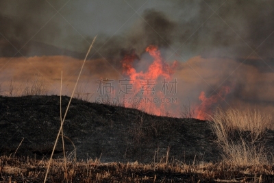 田地,草,裾野,御殿场市,禾本科植物,芒草,静冈县,富士山,水平画幅,日本