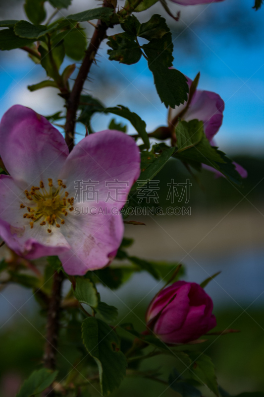 灌木,野玫瑰,花朵,冷肉卷,格兰迪伯瑞尔,锦葵属,垂直画幅,美,无人,法式食品