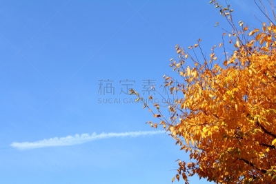 公园,海洋,森林,桨叉架船,天空,水平画幅,绿色,云,秋天,无人