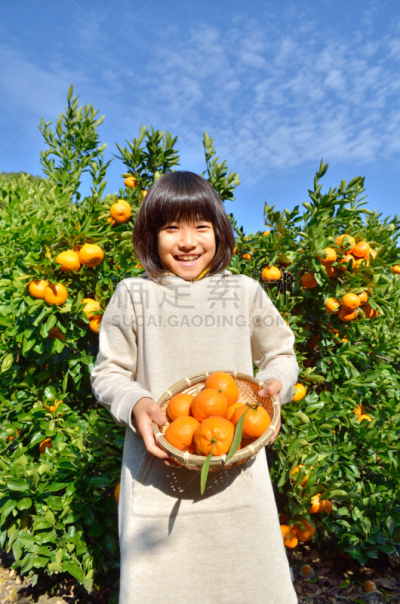 橙子,温州蜜柑,桔子,垂直画幅,天空,半身像,户外,日本人,果园,冬天