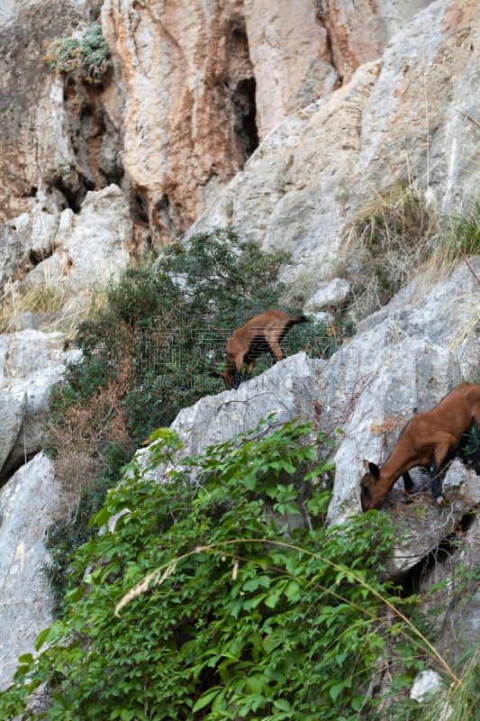 野外动物,山羊,野山羊,sierra de tramuntana,自然,垂直画幅,地形,山,无人,风险