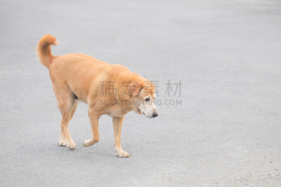 狗,混凝土,公园,褐色,背景聚焦,夜晚,留白,街道,金色紫苑,骑士