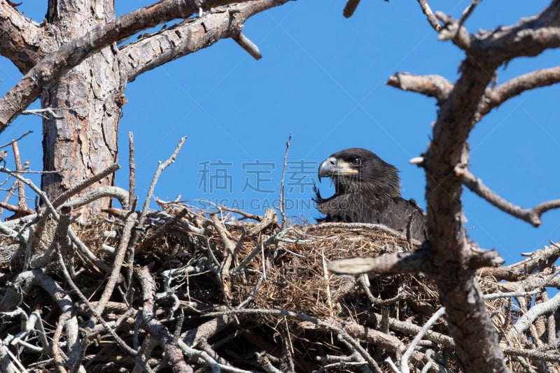 幼白头鹰,自然,野生动物,图像,佛罗里达,一只动物,野外动物,美国,动物,鸟类