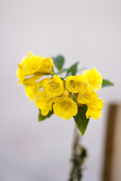 绿色,黄色,床单,自然,垂直画幅,无人,纯净,大翠绿蛾,户外,植物茎