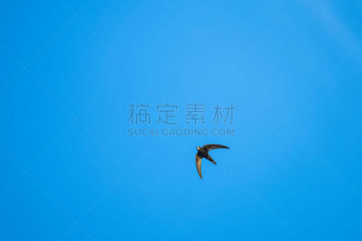 迅速,野生动物门,动物主题,自由,风,野生动物,云,翅膀,一只动物,自然美