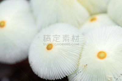 白色,伞,蘑菇,水平画幅,形状,无人,科学,组物体,哥斯达黎加,食用菌