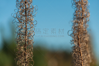 火龙草,柳兰,干的,茶叶,背景分离,动物,植物,背景,夏天,户外