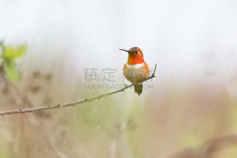 红褐色蜂鸟,雄性动物,自然,加拿大,公元前,水平画幅,无人,动物,鸟类,翎毛