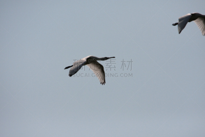 琵鹭,鹭管鱼,白琵鹭,天空,水平画幅,鸟类,动物身体部位,户外,翅膀,生态多样性