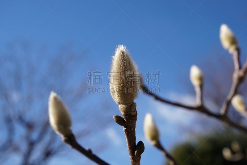 花蕾,玉兰类,紫玉兰,水平画幅,冬天,无人,枝,嫩枝,花朵,摄影