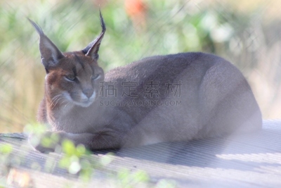 狞獾,野生动物,狩猎动物,图像,猫科动物,野外动物,动物,南非,无人,野生动物保护区