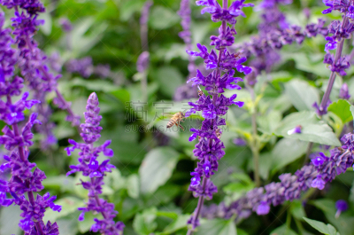 蜜蜂,紫色,鼠尾草,花粉,农业,清新,加拿大,杂色的,色彩鲜艳,春天