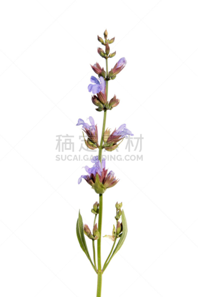 鼠尾草,分离着色,鹭管鱼,白色,紫鼠尾草,紫雨鼠尾草,夏至草,唇形科,垂直画幅,白色背景
