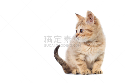 直的,小猫,留白,文字,白色,分离着色,苏格兰粗毛猎狐犬,布告,背景分离,灰色