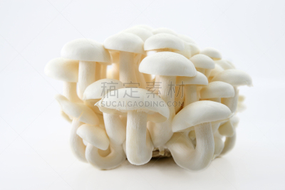 姬菇,白色,水平画幅,无人,白色背景,影棚拍摄,食用菌,真菌,清新,多样
