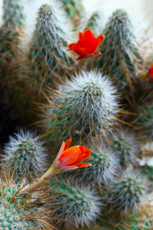 Cactus Aylostera with red flowers.