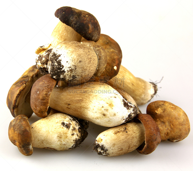 porcini mushroom,蘑菇,美味牛肝菌,褐色,水平画幅,无人,生食,夏天,组物体,特写