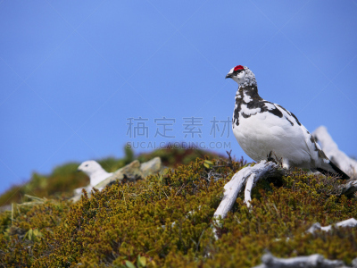 岩雷鸟,日本,松鸡,留白,水平画幅,雪,鸟类,猎鸟,户外,雄性动物
