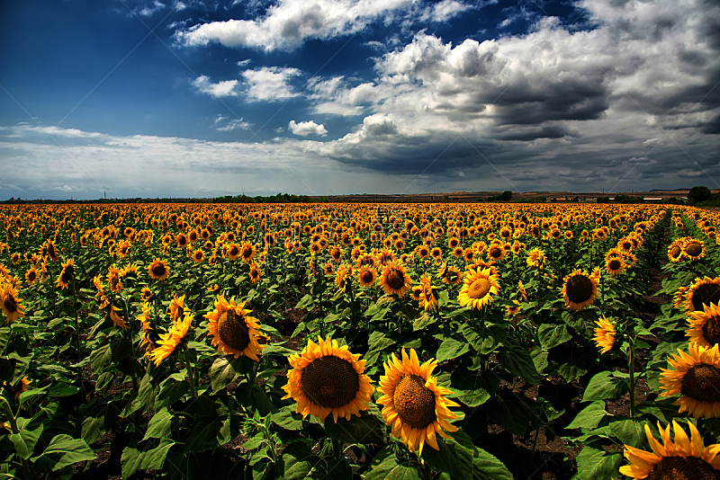 夏天,田地,向日葵,保加利亚,天空,美,风,暴风雨,水平画幅,无人
