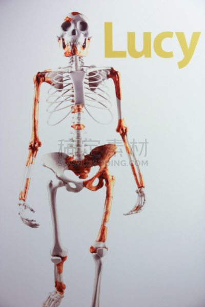 露西化石,人类骨架,南方古猿,化石,胸腔,垂直画幅,褐色,绘画插图,白色背景,文字